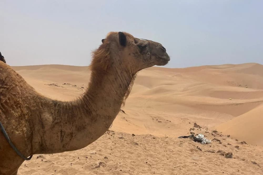 Agadir Camel Ride – 2 Hours at Oued Souss Takkat - 3