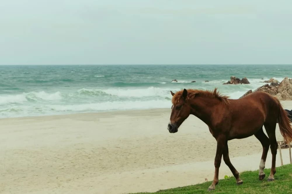 Taghazout Horse Ride – 1 Hour - 4
