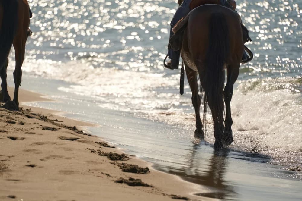 Taghazout Horse Ride – 1 Hour - 5