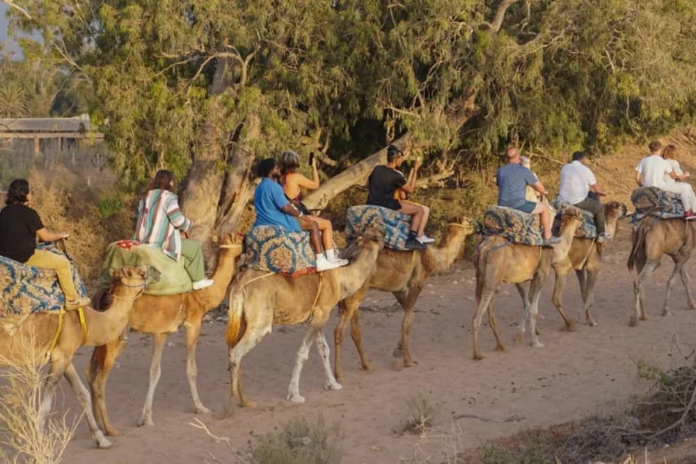 Experiência de Camelo em Tarrast – 2 Horas + Churrasco + Chá & Música + Transporte - 1